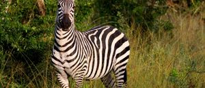 Responsible Tourism Co Ltd image